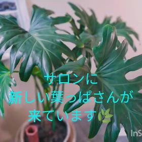 今日のforestの画像