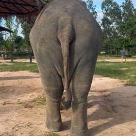 タイからこんばんは！の画像