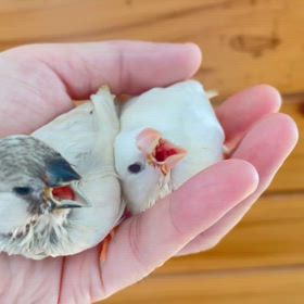 本日7月24日(木)は通常営業です。mの画像