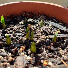 25年ぐらい前地植えをしていたスイセンを鉢植えにして初めて花が咲きました｡の画像