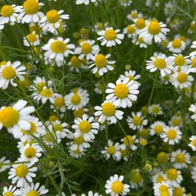 カモミールの花が満開を迎えていますの画像