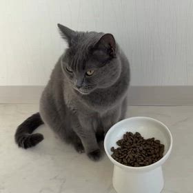 朝食タイムの画像