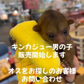 キンカジュー　ベビーの画像