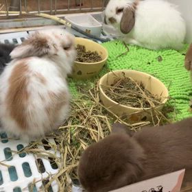 うさぎを愛でてきたの画像