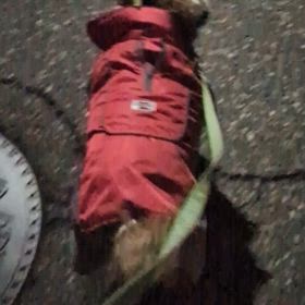 新年のご挨拶の画像