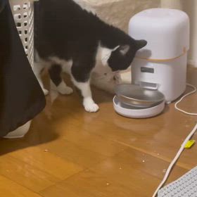 眠れないアルの画像