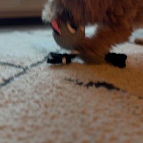 イヌは喜び庭かけまわるの画像