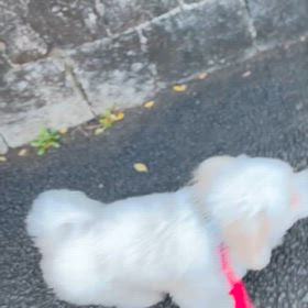 まーとるのお散歩U・x・Uの画像