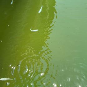 メダカ　2025年7月下旬　：猛暑の画像