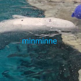 行って来ました~名古屋港水族館vol.4  その５ ベルーガの画像