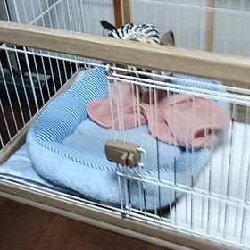 肌が乾燥して洗うのは一日おきにしましたの画像