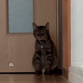 夕方、逆くしゃみ連発で両鼻から鼻血出したトラちゃん♀の画像