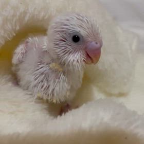 臨時休業のお知らせ。の画像