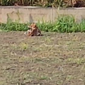 子ぎつねちゃん達の画像