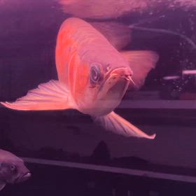 ★スーパーレッドアロワナ！★の画像