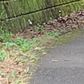 リスさんに会えたの画像