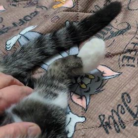 なぎちゃんのしっぽの画像