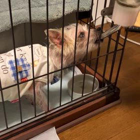 記録（N）の画像