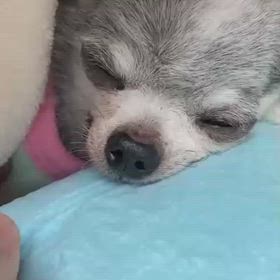 9月23日②  無事に帰ってきましたの画像