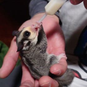 キャンセルになりましたので再度ご家族様募集致します！の画像