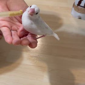 文鳥のはるの秘蔵映像と薬のことの画像