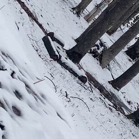 かあちゃんが好きなエゾリスの画像