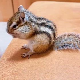 シマリスの換毛期の画像