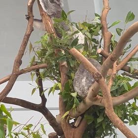 ベストショット　コアラちゃんの画像