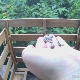 すぎぴたんの事件簿シーズン3　549話（チャレンジ1年生！　手乗りヤマガラ２）の画像