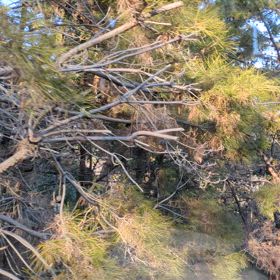 人工膝関節置換術9ヶ月後☆尾道市の千光寺山ロープウェイの画像