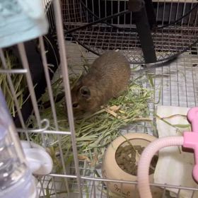 ぐーちゃん2日目の経過の画像