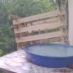 すぎぴたんの事件簿シーズン3　559話（メジロ動画で、間違い探し！）の画像