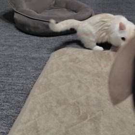 シンバの病院の画像