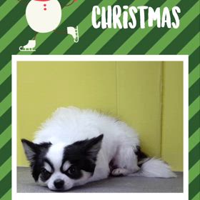 DOGXDOG  ショコラくんの画像