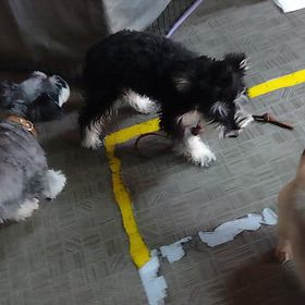 犬社会デビューの画像