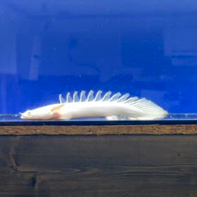 超極上の蜃気楼ショートと蜃気楼白蛇Wで漢買い！の画像