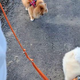 おちくん似の柴犬くんと♫の画像