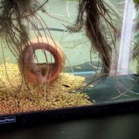 めだかの稚魚の画像