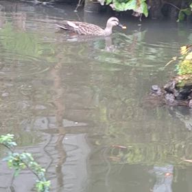 今年もカモがやって来ましたの画像