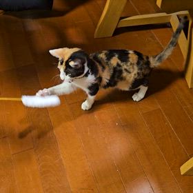 トライアルの画像