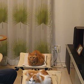 うみとやま2038日目（生後5年8ヶ月13日）の画像