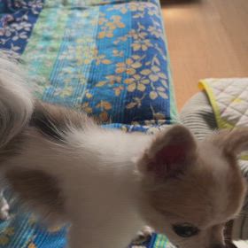 わが家のわんこの画像