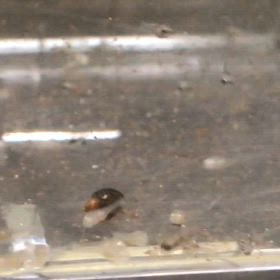 ハイブリッドエンゼル  稚魚の画像