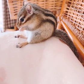 おすわりくぅちゃんの画像