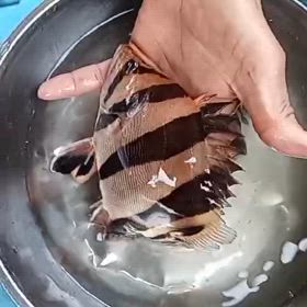 31日は待ちに待ったインドネシア便輸入します！！の画像