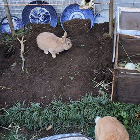 新年から外で遊ぶウサギ達の画像