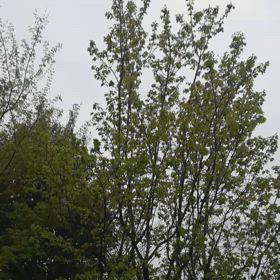 庭のうぐいすの画像