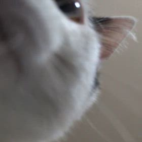 とぅふらいの画像