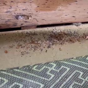 大阪市　トコジラミ駆除の画像