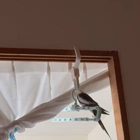 おはようございます。の画像